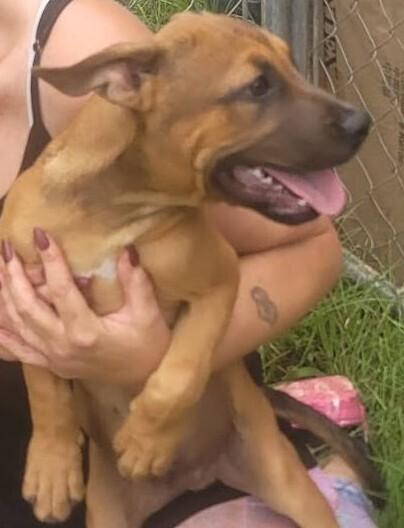 Enlarge 7 Dwarfs Litter, a Adoptable mixed breed in New Bedford, MA image 3/6