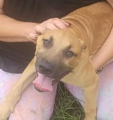 Enlarge 7 Dwarfs Litter, a Adoptable mixed breed in New Bedford, MA image 5/6