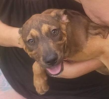 Enlarge 7 Dwarfs Litter, a Adoptable mixed breed in New Bedford, MA image 6/6