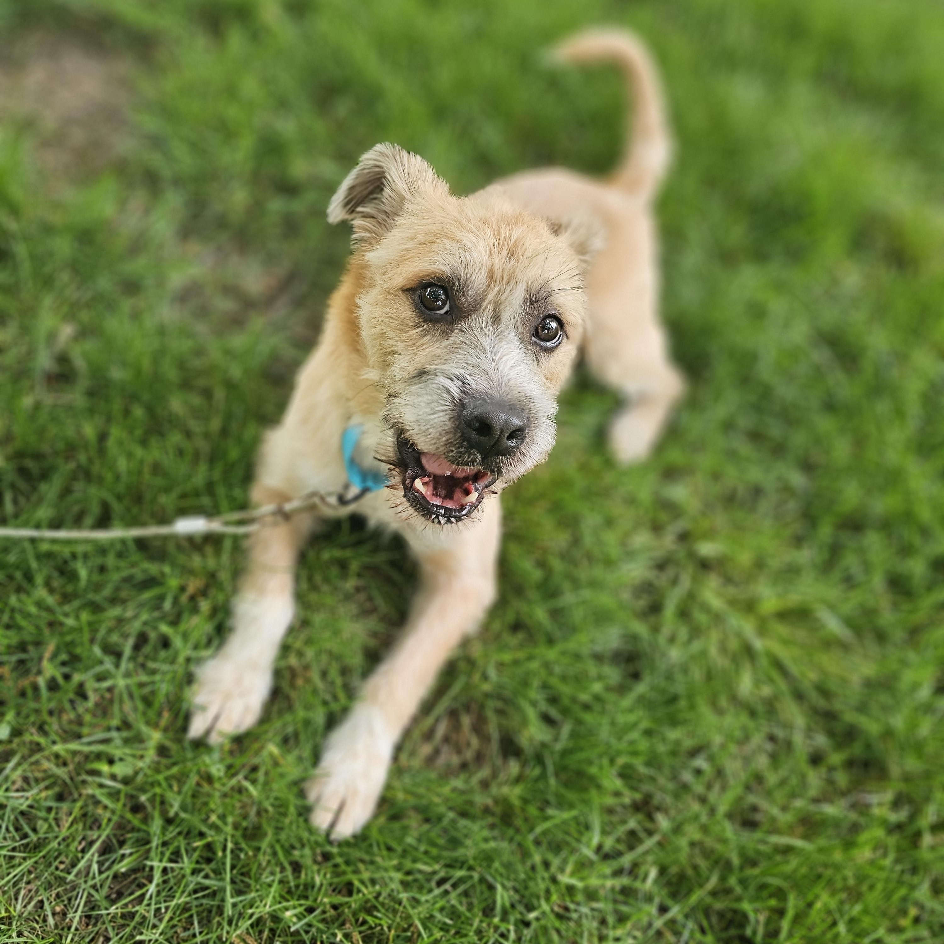Reggie so il, an adopted mixed breed in MURPHYSBORO , IL image 2/6