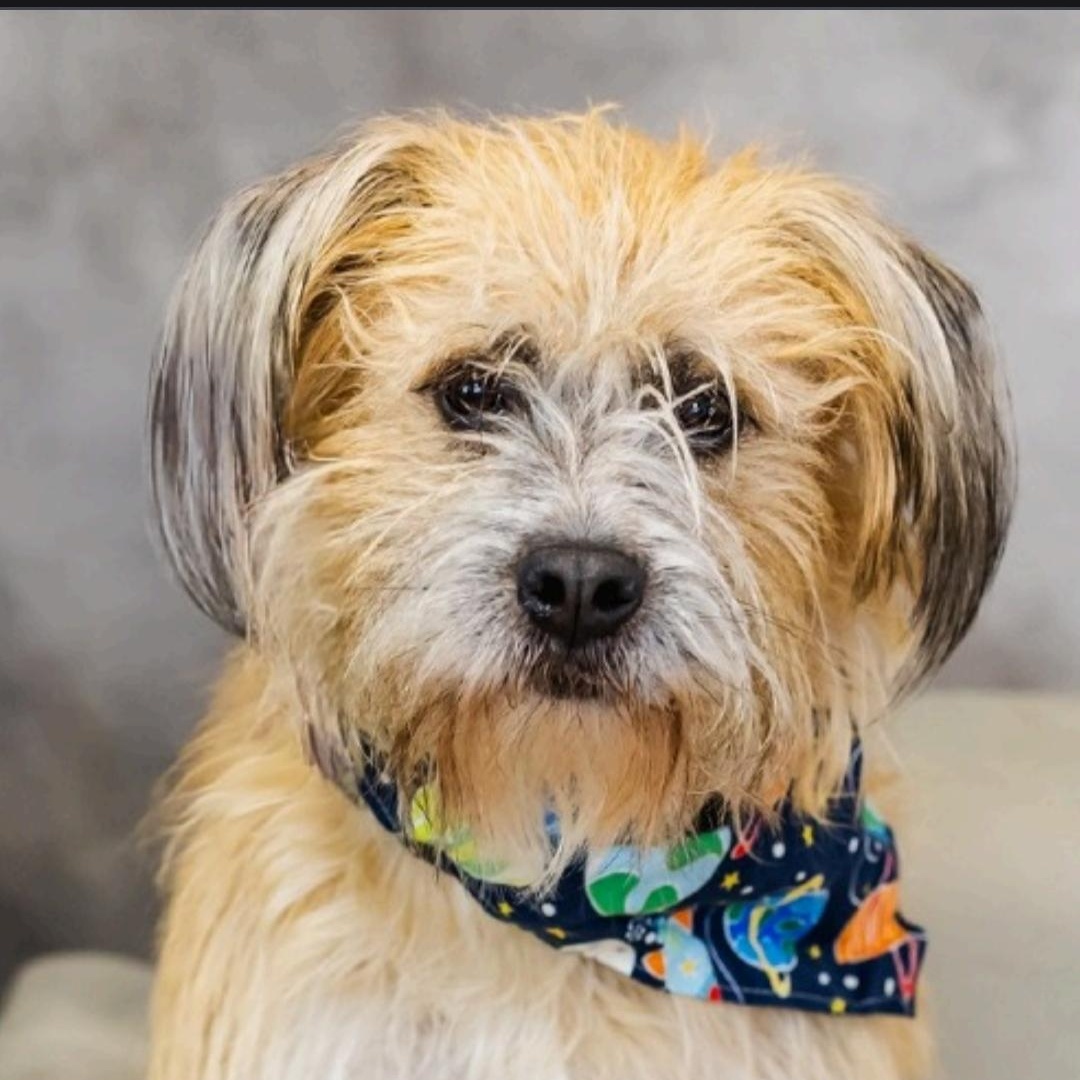 Reggie so il, an adopted mixed breed in MURPHYSBORO , IL image 1/6