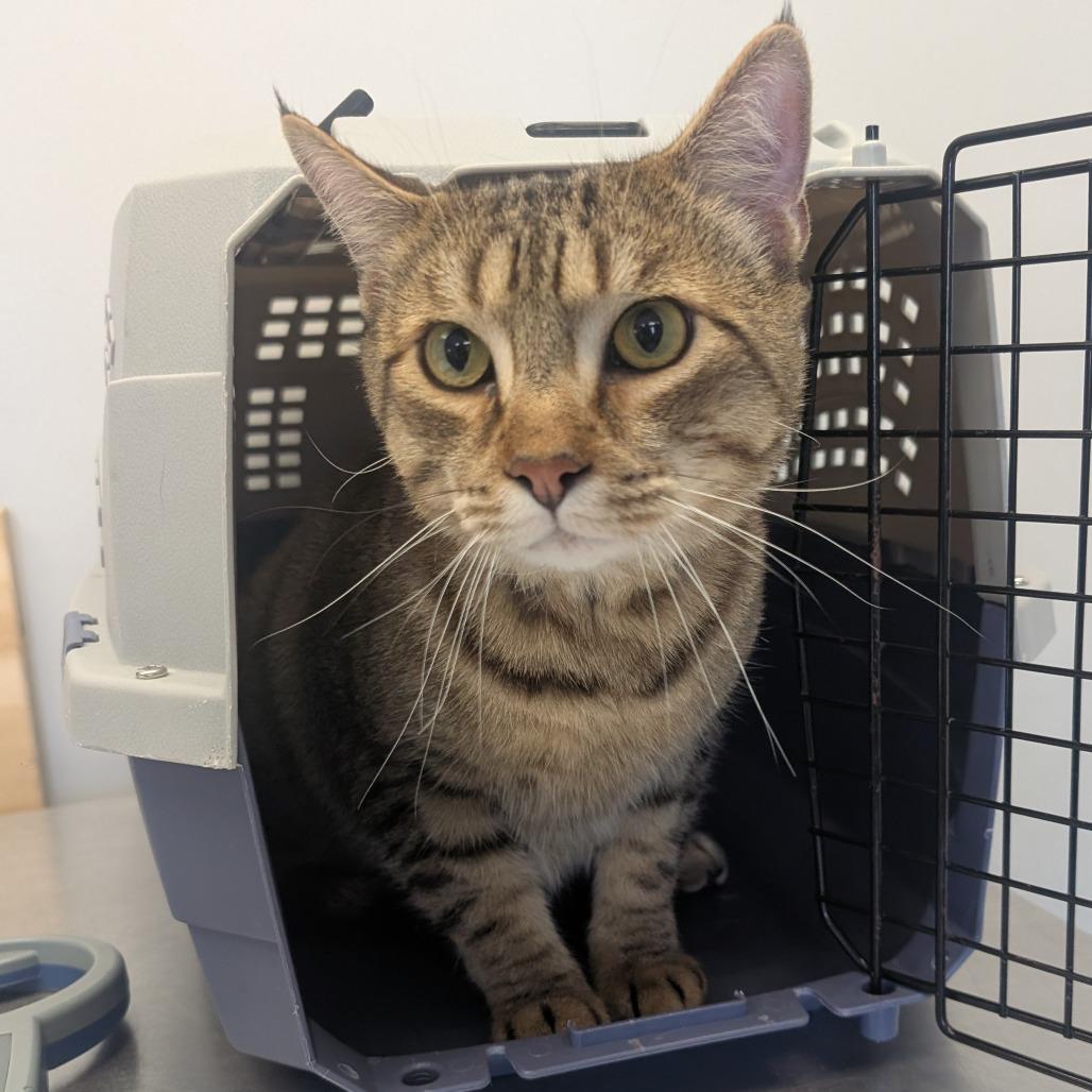 Enlarge Ham, a Adoptable Domestic Short Hair in Watertown, NY image 1/1