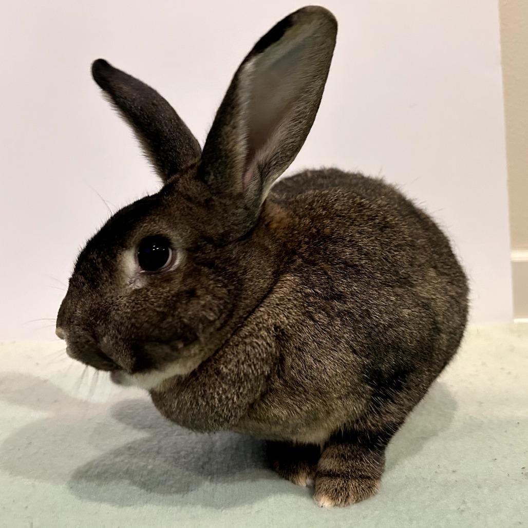 Mimosa (bonded to Benedict Cumberbun), Adoptable, Adult Female Flemish Giant.