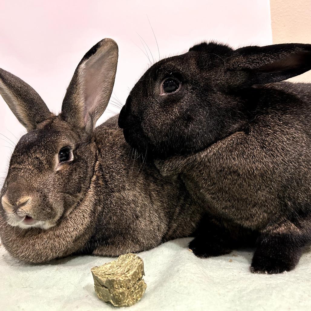 Mimosa (bonded to Benedict Cumberbun), a Adoptable Flemish Giant in Portland, OR image 2/6