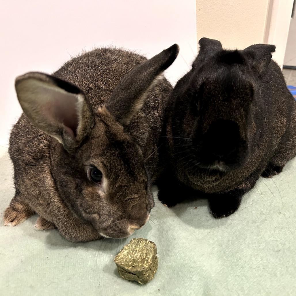 Mimosa (bonded to Benedict Cumberbun), a Adoptable Flemish Giant in Portland, OR image 3/6