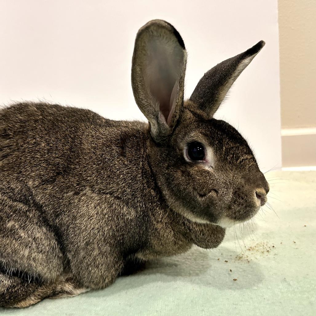 Mimosa (bonded to Benedict Cumberbun), a Adoptable Flemish Giant in Portland, OR image 4/6