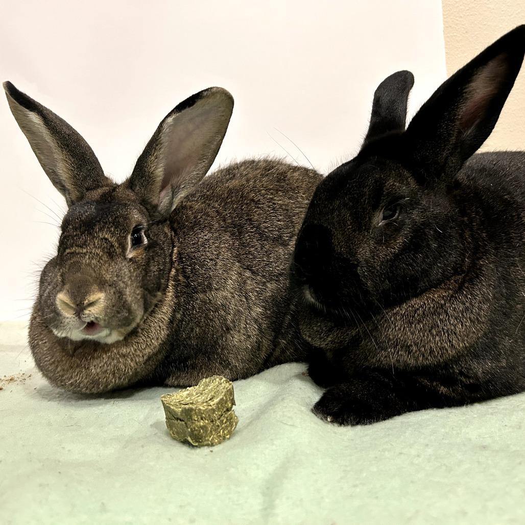 Mimosa (bonded to Benedict Cumberbun), a Adoptable Flemish Giant in Portland, OR image 5/6