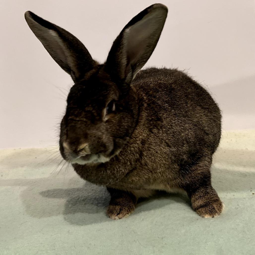 Mimosa (bonded to Benedict Cumberbun), a Adoptable Flemish Giant in Portland, OR image 6/6