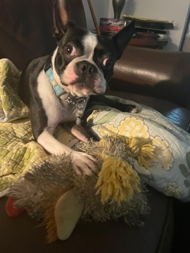 Sir Rocky - 5012 FL, a Adoptable Boston Terrier in Maryville, TN image 1/6