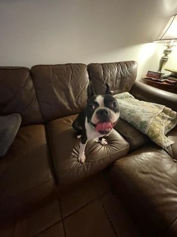Sir Rocky - 5012 FL, a Adoptable Boston Terrier in Maryville, TN image 2/6