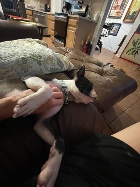Sir Rocky - 5012 FL, a Adoptable Boston Terrier in Maryville, TN image 3/6