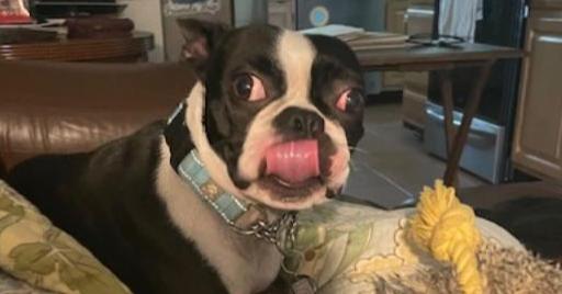 Sir Rocky - 5012 FL, a Adoptable Boston Terrier in Maryville, TN image 4/6
