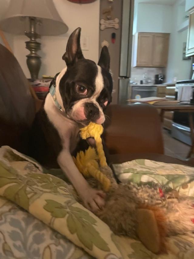 Sir Rocky - 5012 FL, a Adoptable Boston Terrier in Maryville, TN image 5/6