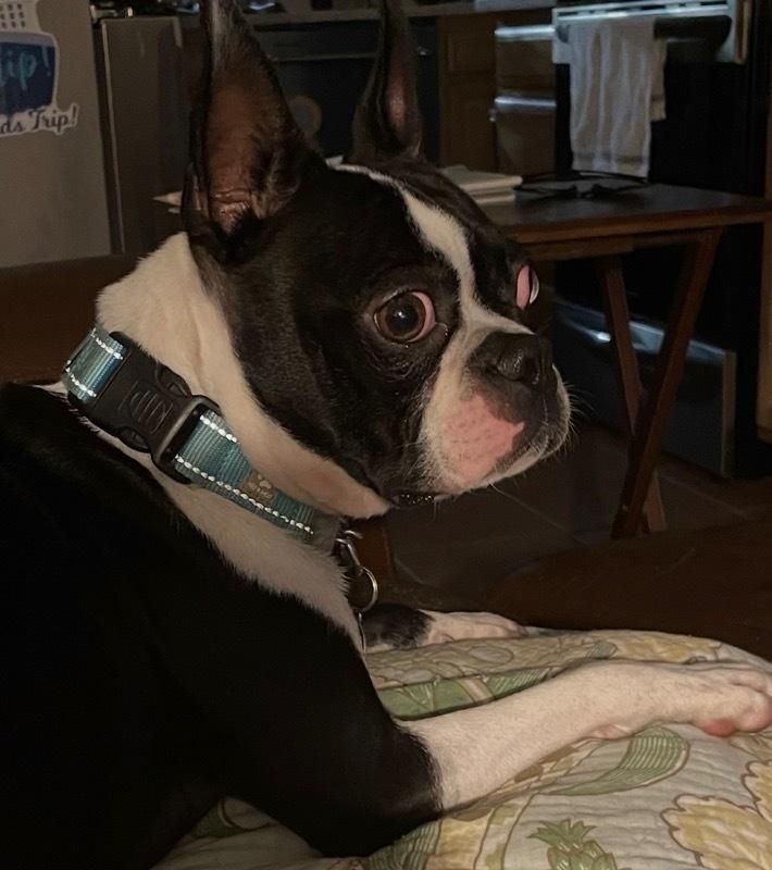 Sir Rocky - 5012 FL, a Adoptable Boston Terrier in Maryville, TN image 6/6