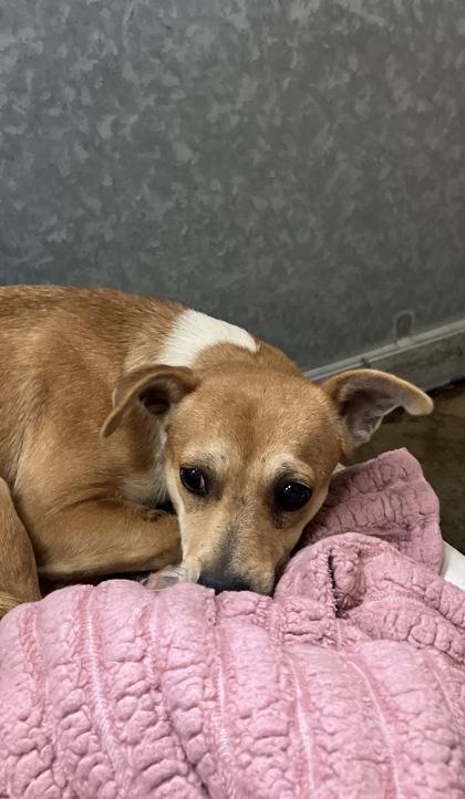 Trixie, Adoptable, Adult Female Terrier & Mixed Breed.