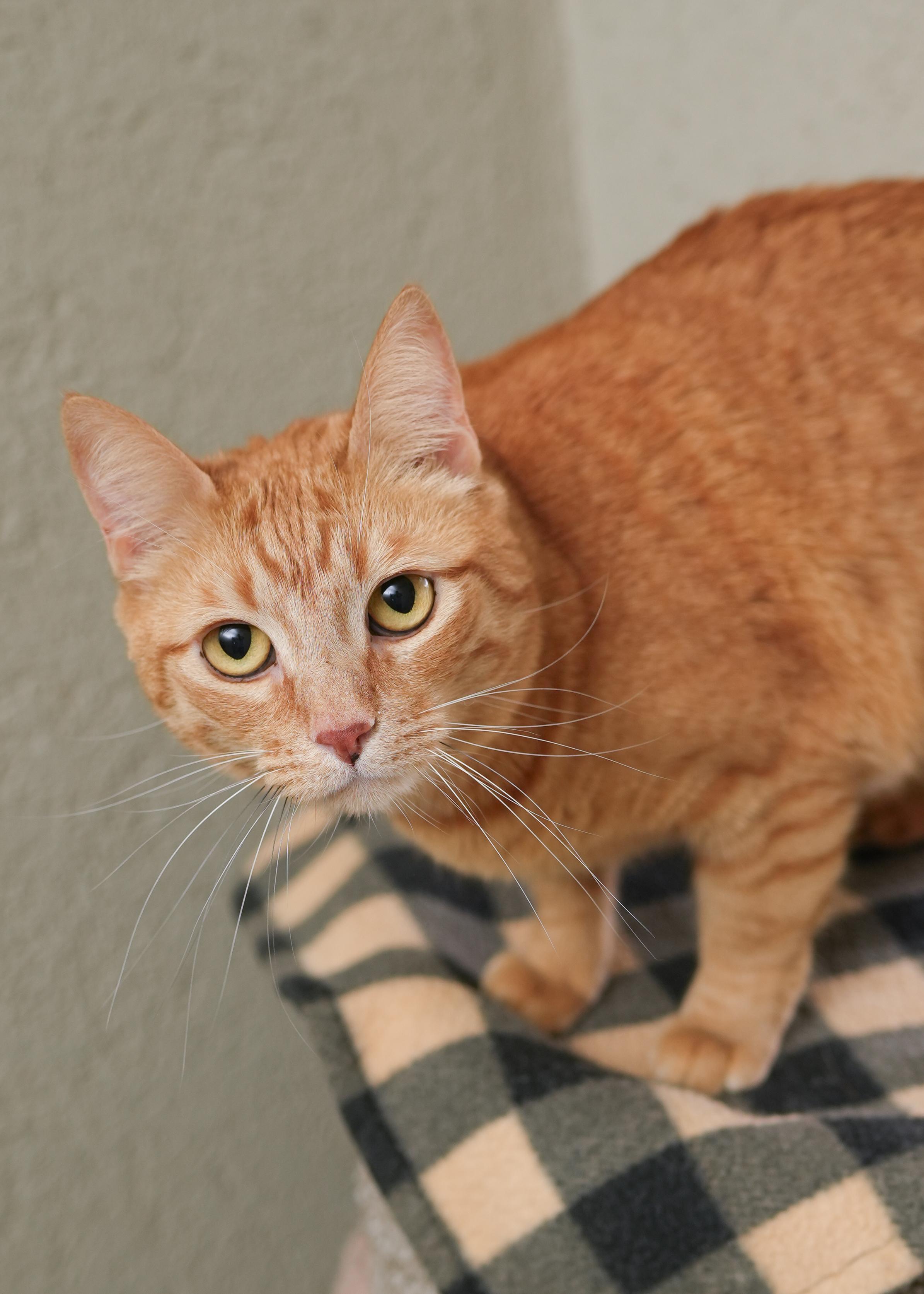 Cheeto, an adopted Domestic Short Hair in Boise, ID image 1/3