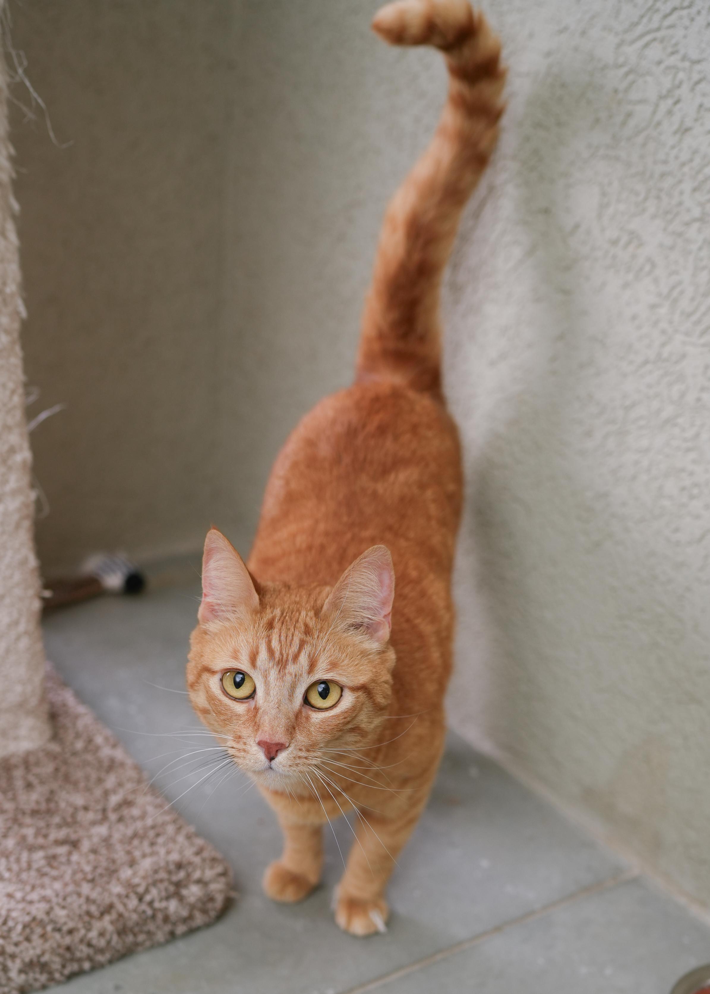Cheeto, an adopted Domestic Short Hair in Boise, ID image 2/3