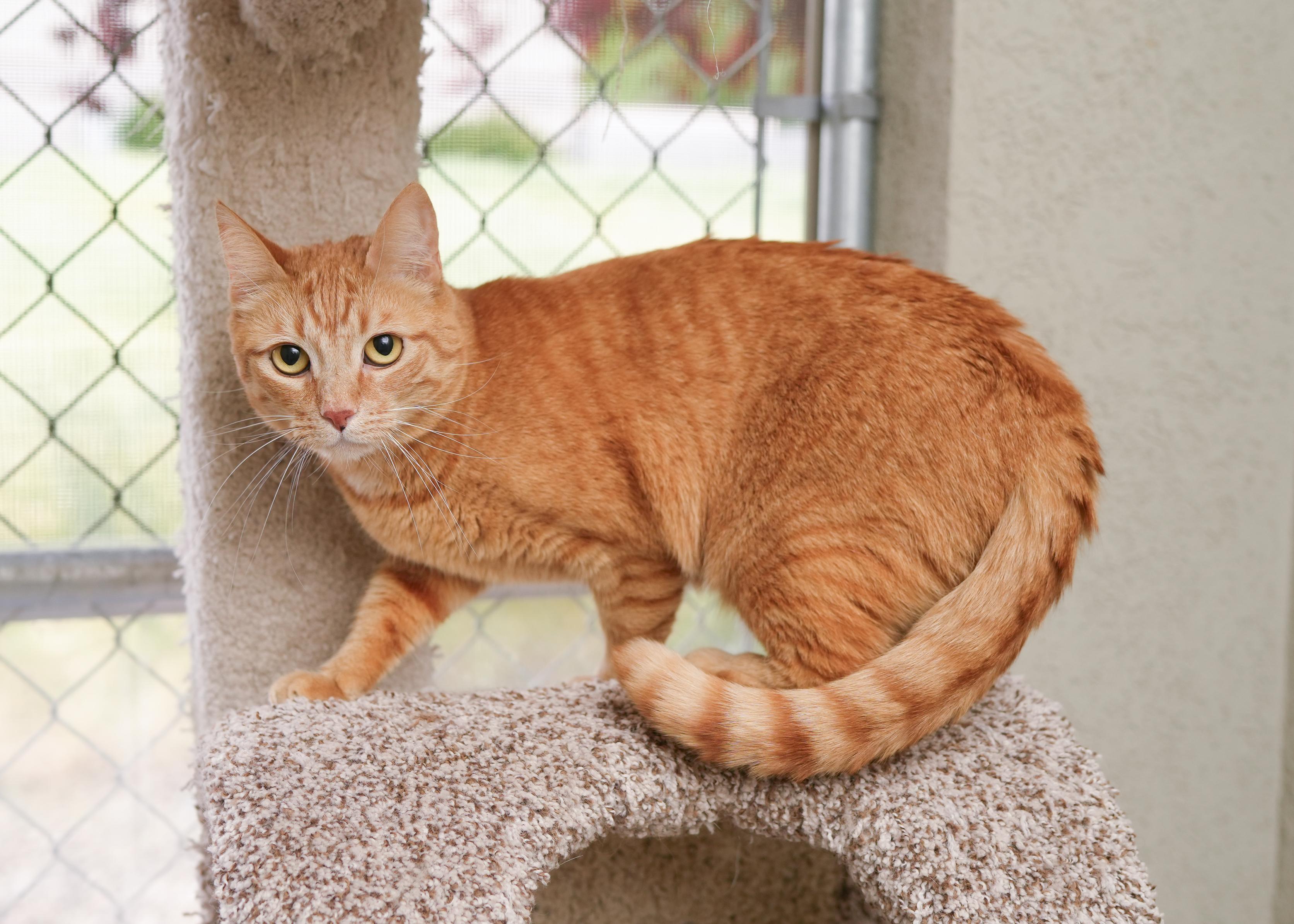Cheeto, an adopted Domestic Short Hair in Boise, ID image 3/3