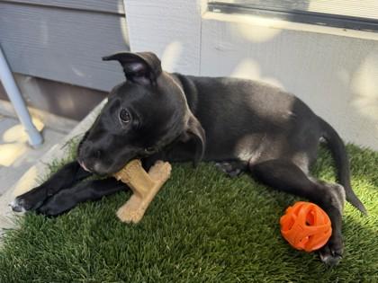 Enlarge Guinness, a Adoptable mixed breed in Pleasanton, CA image 2/3