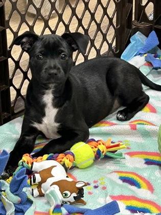 Enlarge Guinness, a Adoptable mixed breed in Pleasanton, CA image 3/3