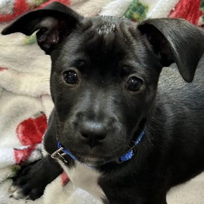 Guinness, Adoptable, Puppy Female Mixed Breed & Mixed Breed.
