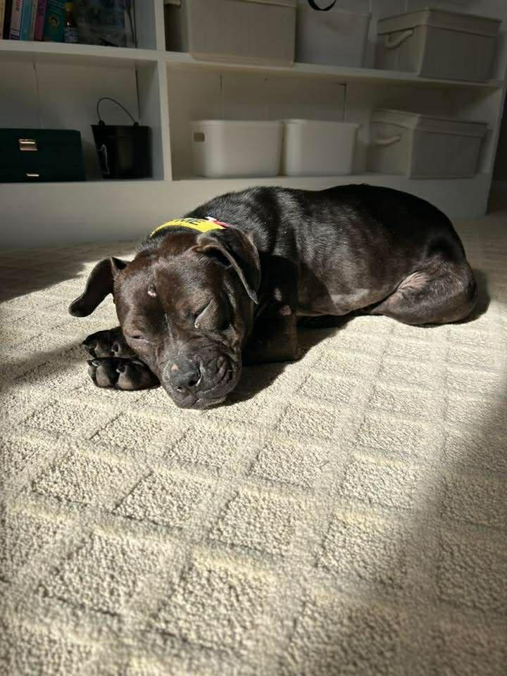 Bon Bon, Adoptable, Adult Female Pit Bull Terrier.