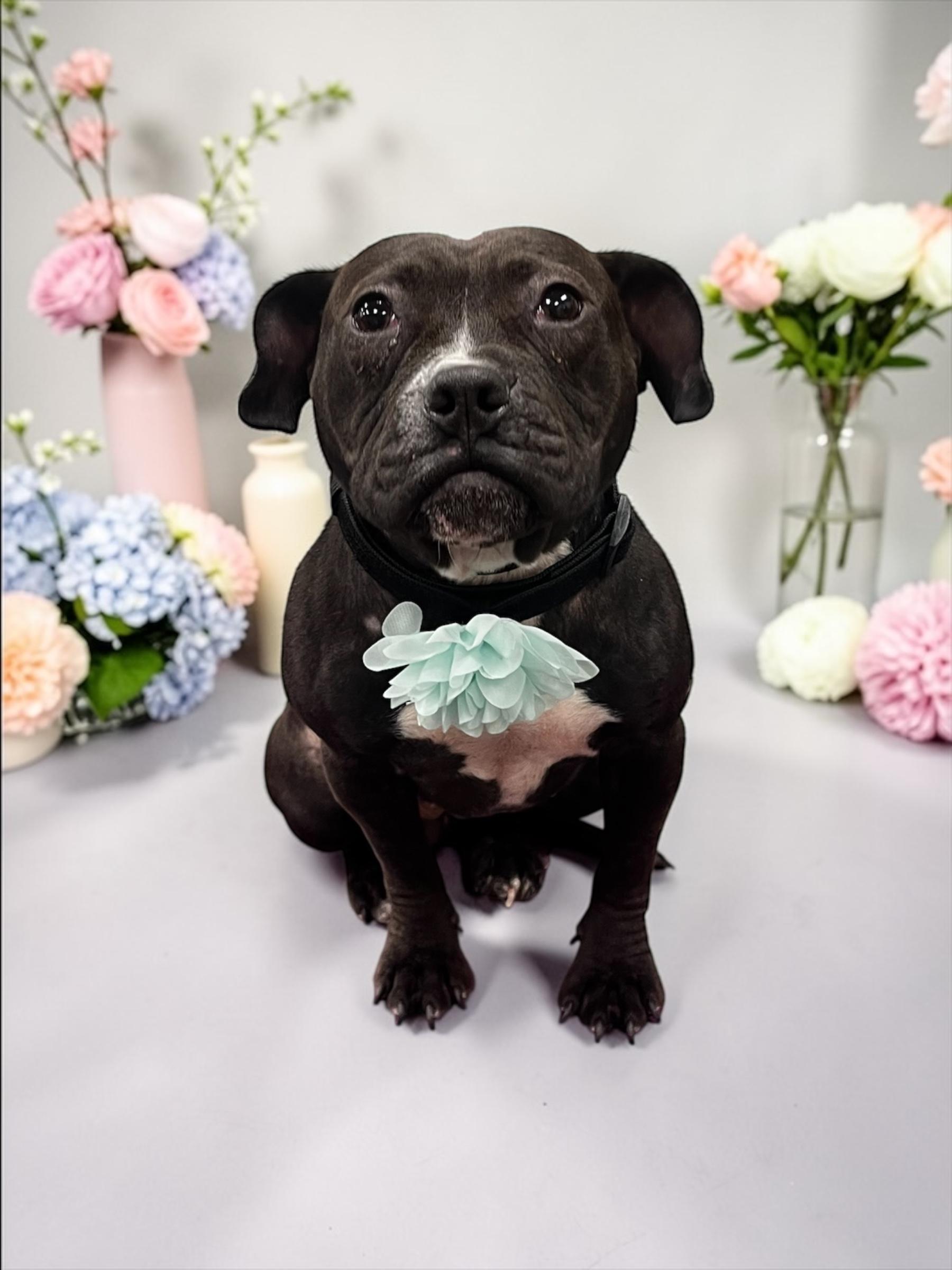 Enlarge Bon Bon, a Adoptable mixed breed in Troy, MI image 2/6