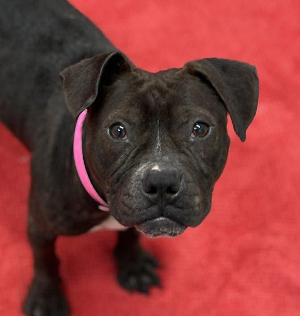 Enlarge Bon Bon, a Adoptable mixed breed in Troy, MI image 2/6