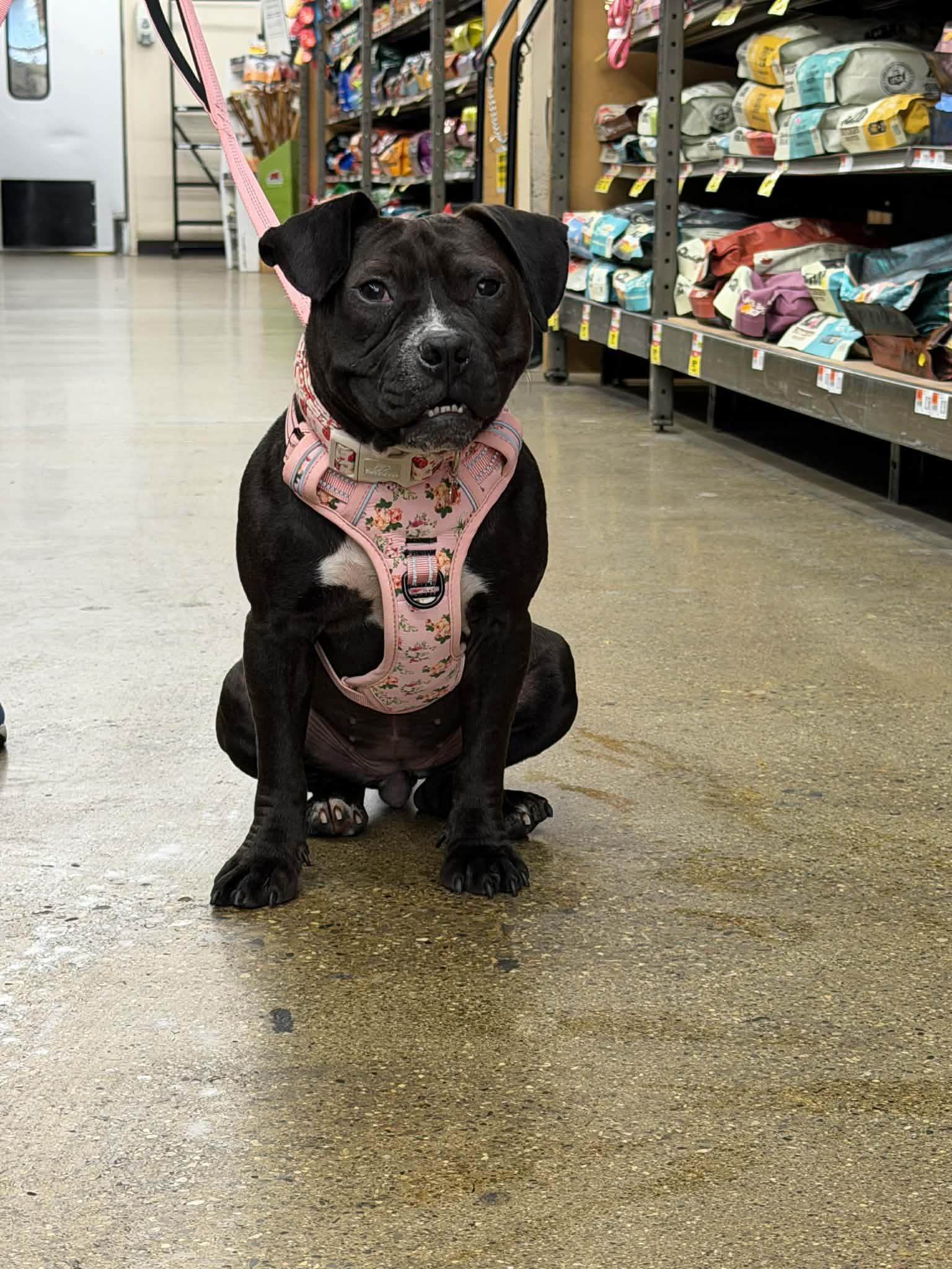 Enlarge Bon Bon, a Adoptable mixed breed in Troy, MI image 3/6