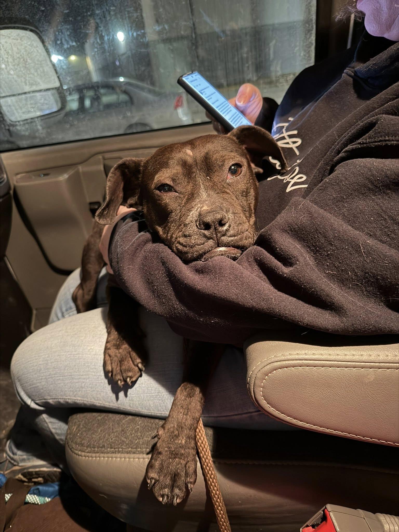 Enlarge Bon Bon, a Adoptable mixed breed in Troy, MI image 4/6