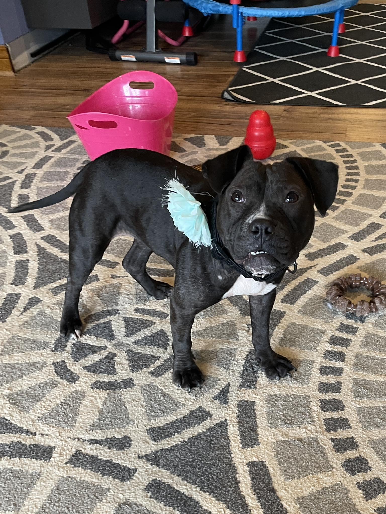 Enlarge Bon Bon, a Adoptable mixed breed in Troy, MI image 4/6