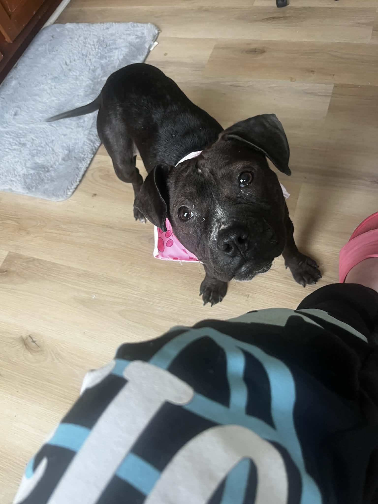 Enlarge Bon Bon, a Adoptable mixed breed in Troy, MI image 5/6