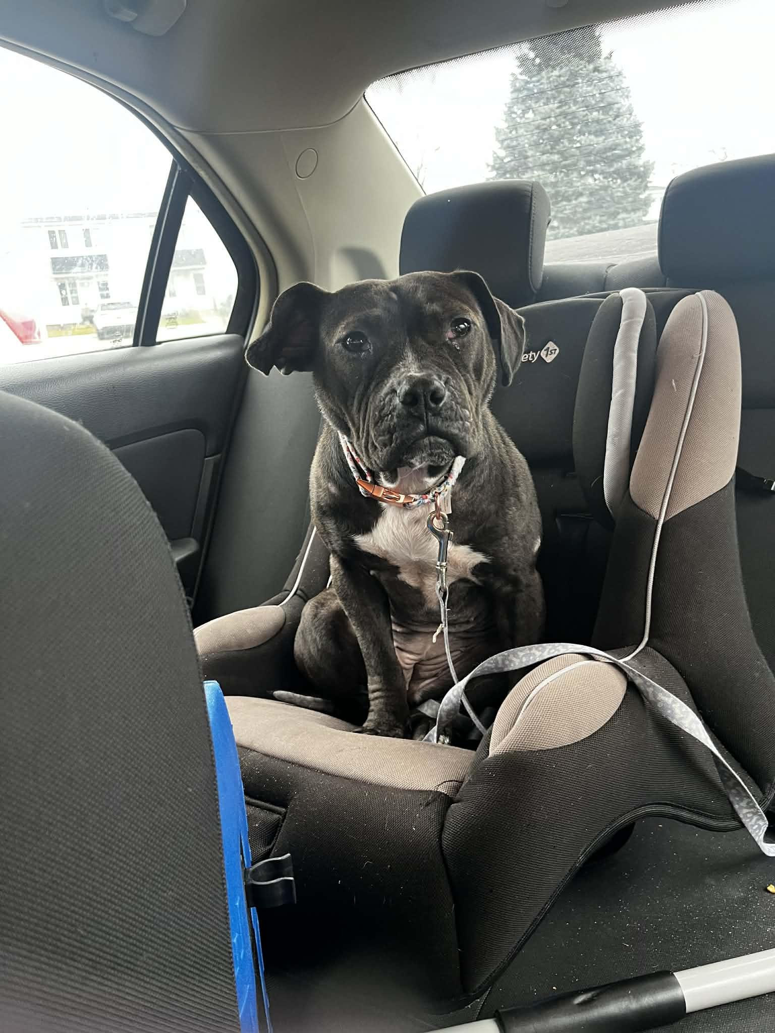 Enlarge Bon Bon, a Adoptable mixed breed in Troy, MI image 5/6