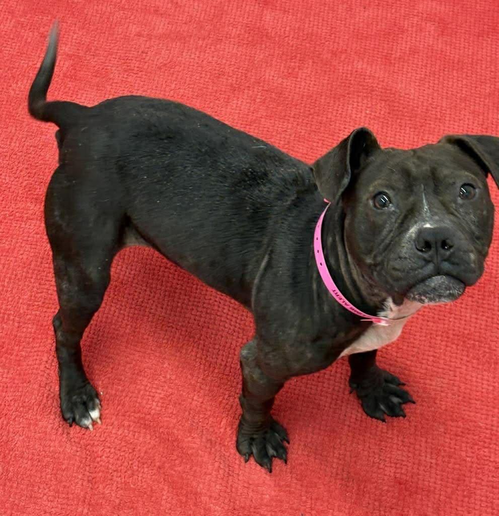 Enlarge Bon Bon, a Adoptable mixed breed in Troy, MI image 6/6