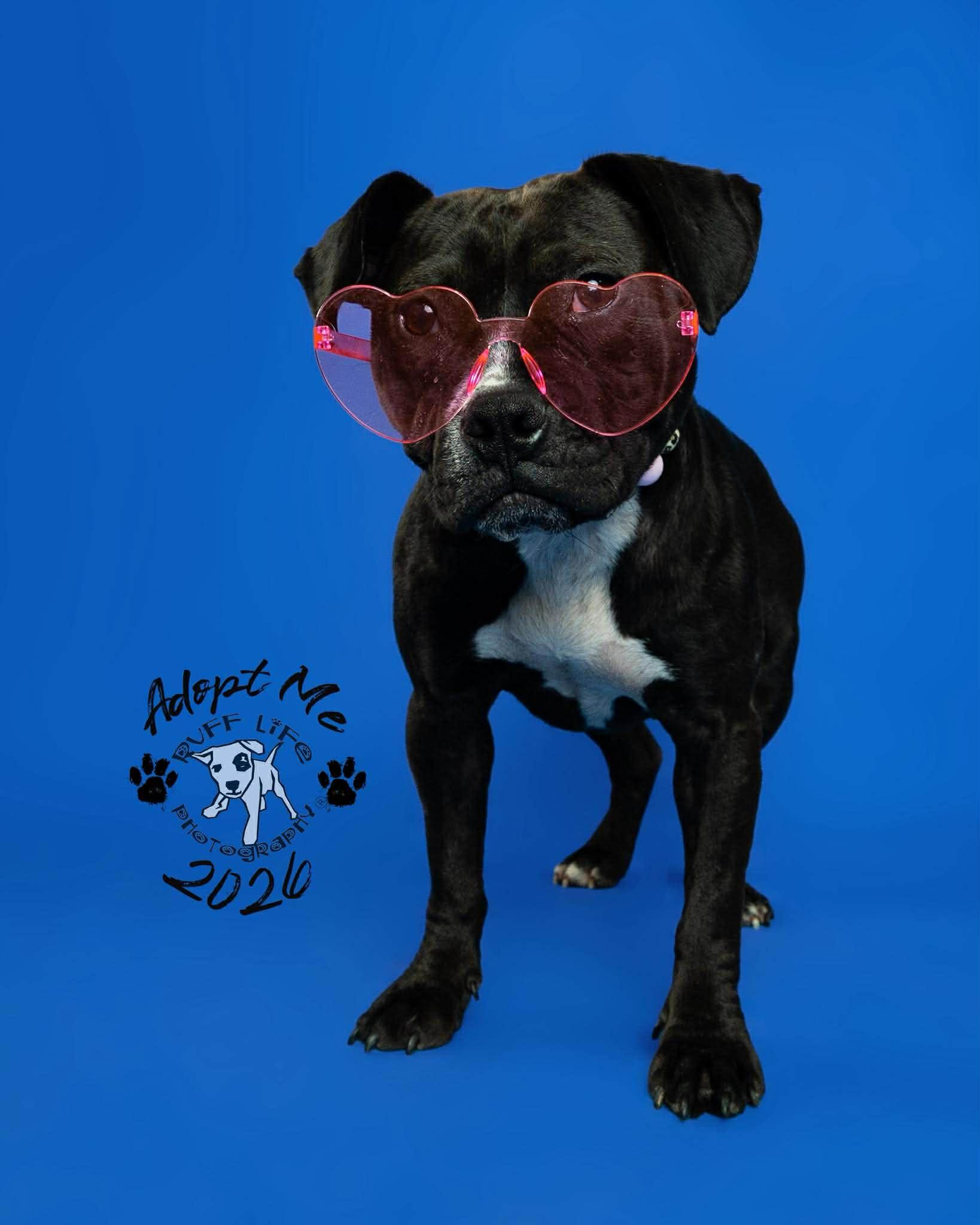 Bon Bon, Adoptable, Young Female Pit Bull Terrier & English Bulldog.