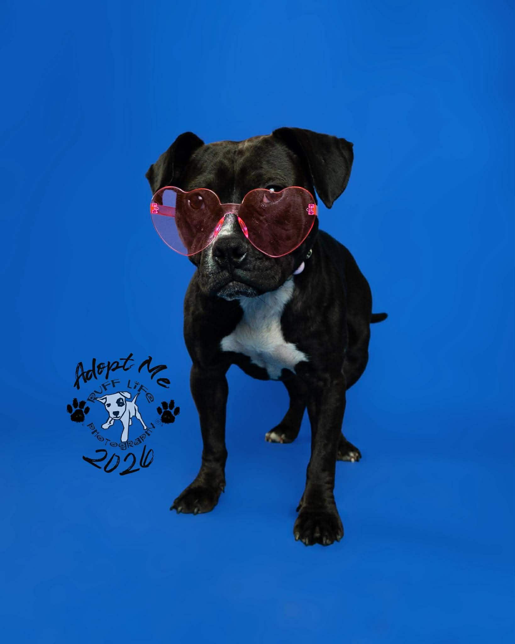 Bon Bon, a Adoptable mixed breed in Troy, MI image 2/6