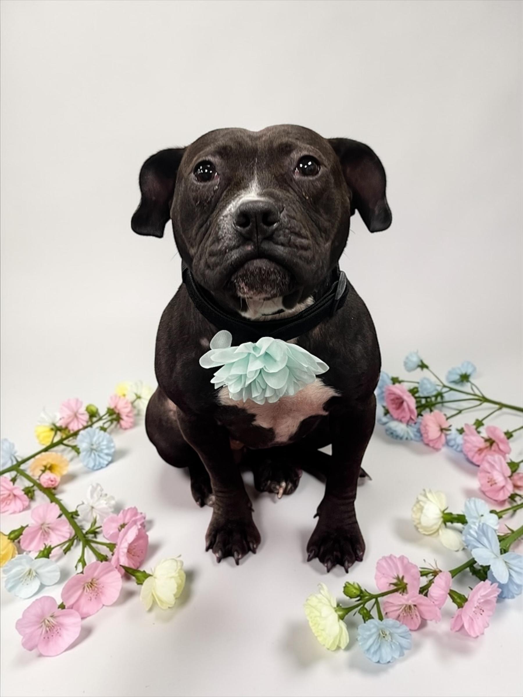 Enlarge Bon Bon, a Adoptable mixed breed in Troy, MI image 6/6