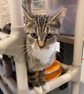 Ramona, Adoptable, Adult Female Domestic Short Hair.