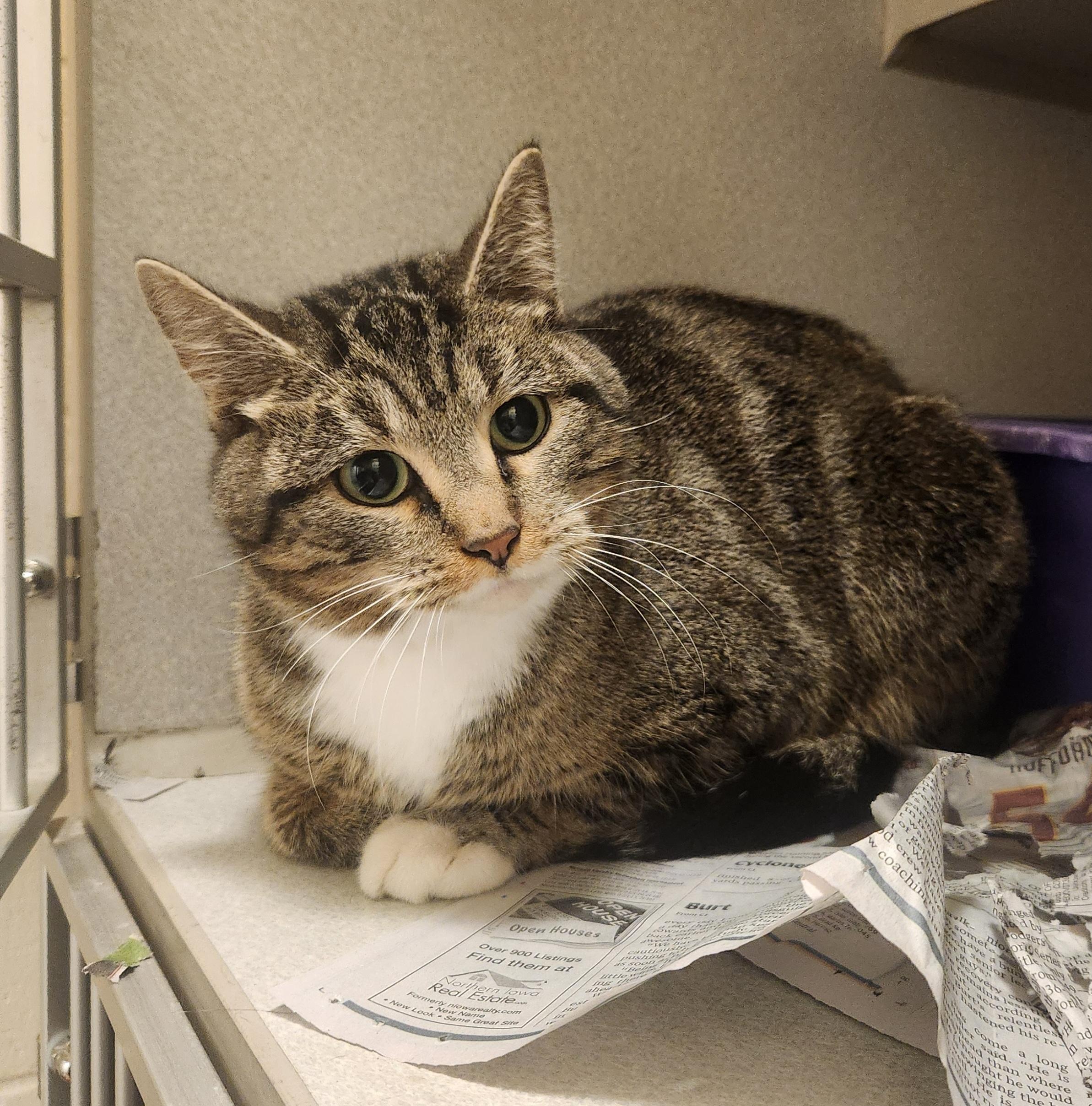 Enlarge Ramona, a Adoptable Domestic Short Hair in Mason City, IA image 2/3