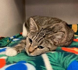 Enlarge Ramona, a Adoptable Domestic Short Hair in Mason City, IA image 3/3