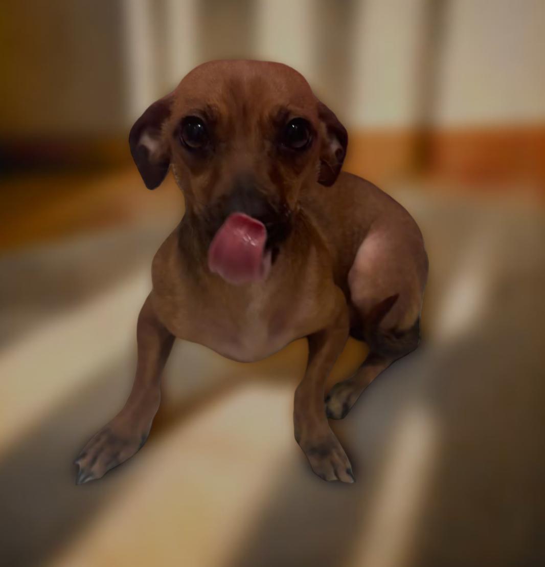 Enlarge Kitzey, a Adoptable mixed breed in Los Angeles, CA image 4/4