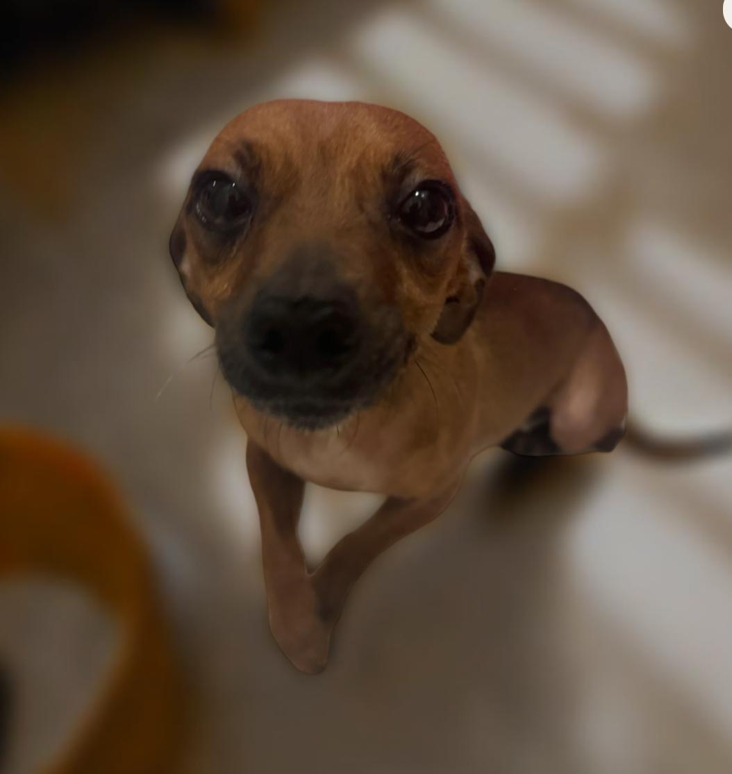 Enlarge Kitzey, a Adoptable mixed breed in Los Angeles, CA image 2/4