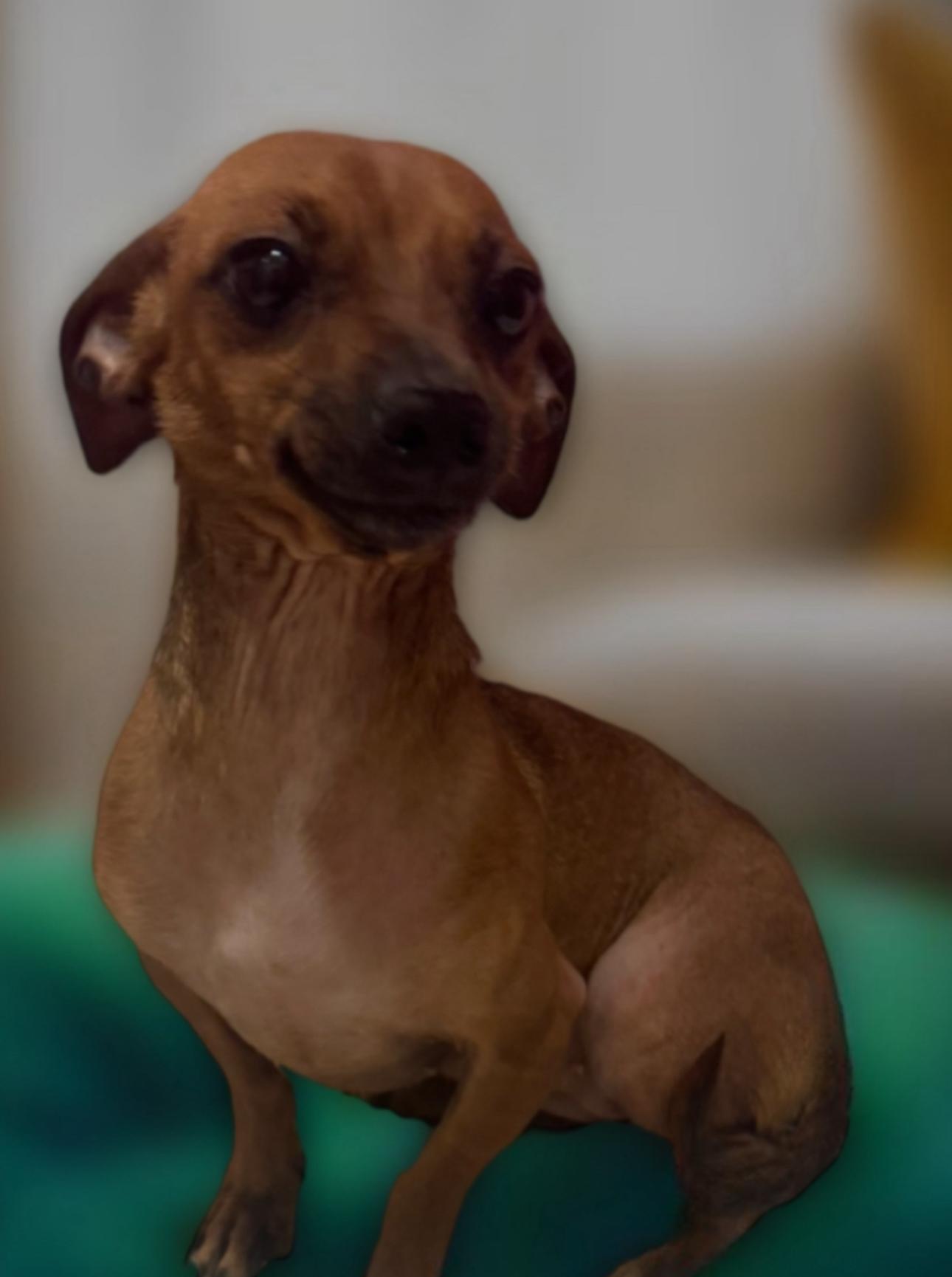 Enlarge Kitzey, a Adoptable mixed breed in Los Angeles, CA image 3/4