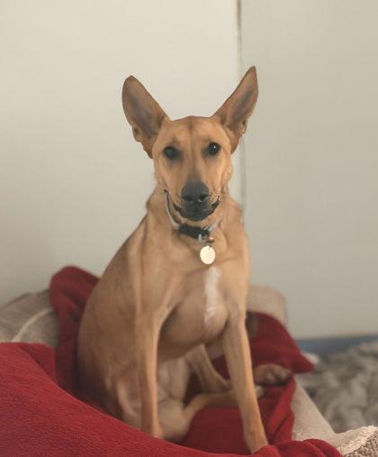 Nala, ADOPTABLE, Young Female Mixed Breed.