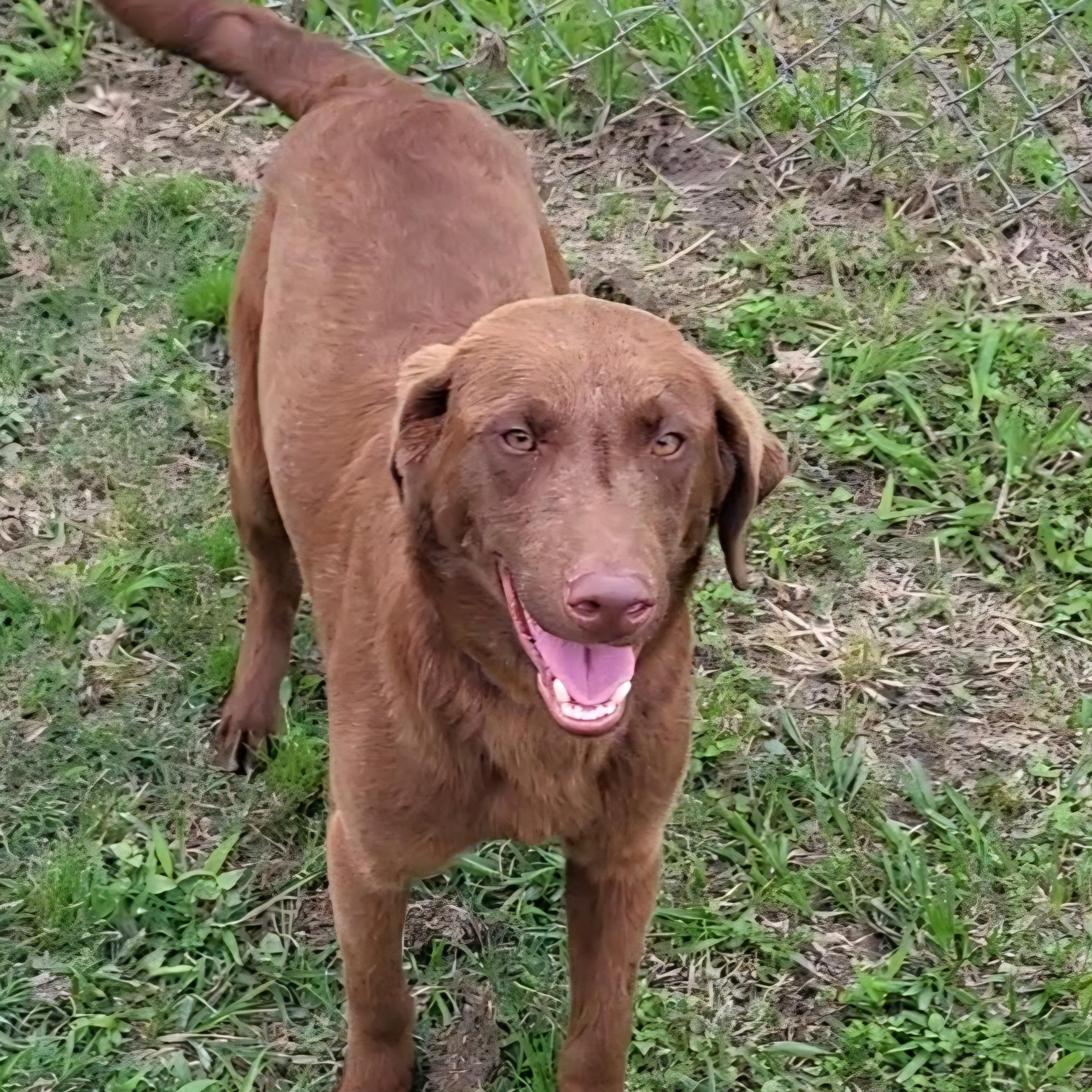 Boomer, a ADOPTABLE mixed breed in Rockdale, TX image 2/4
