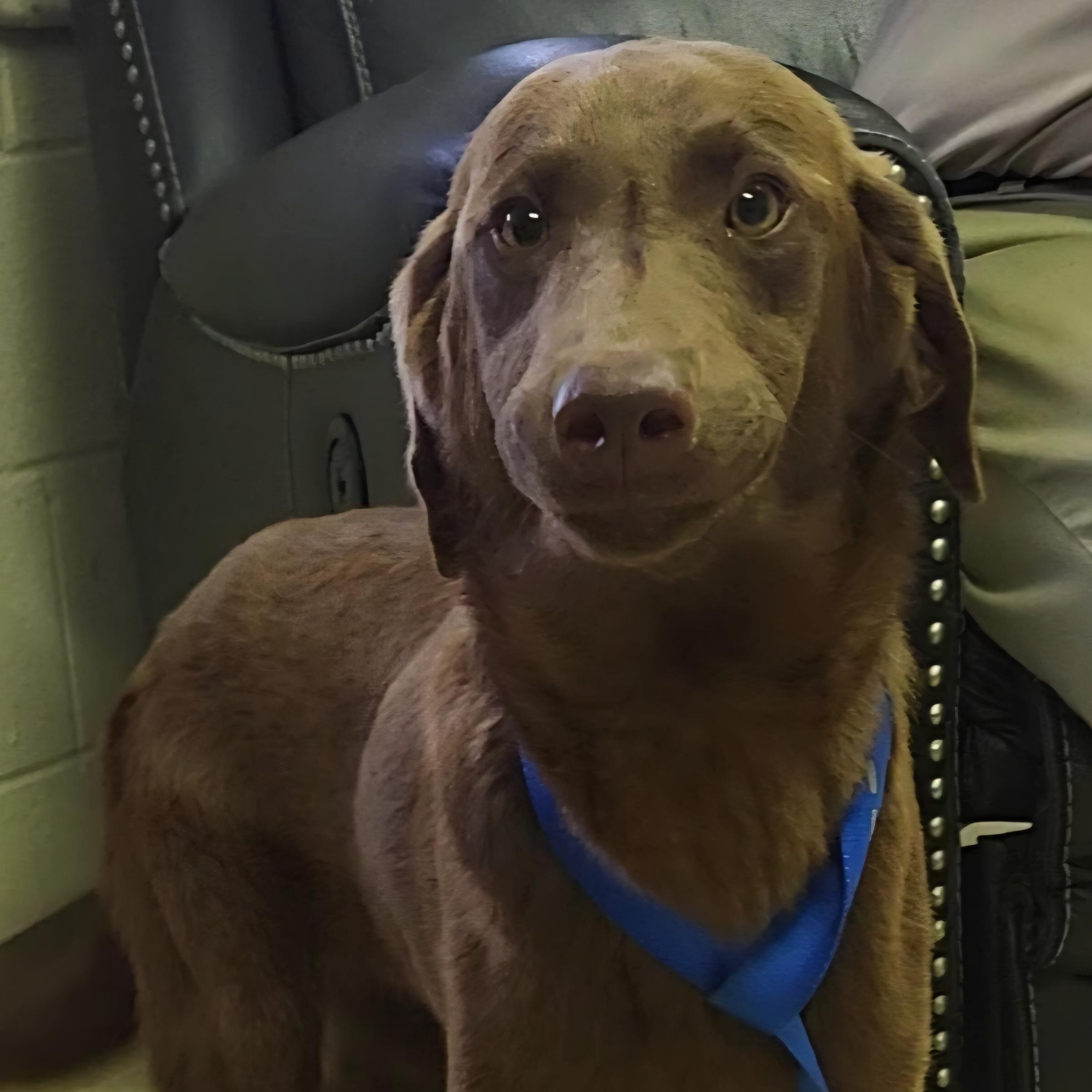 Boomer, a ADOPTABLE mixed breed in Rockdale, TX image 2/2