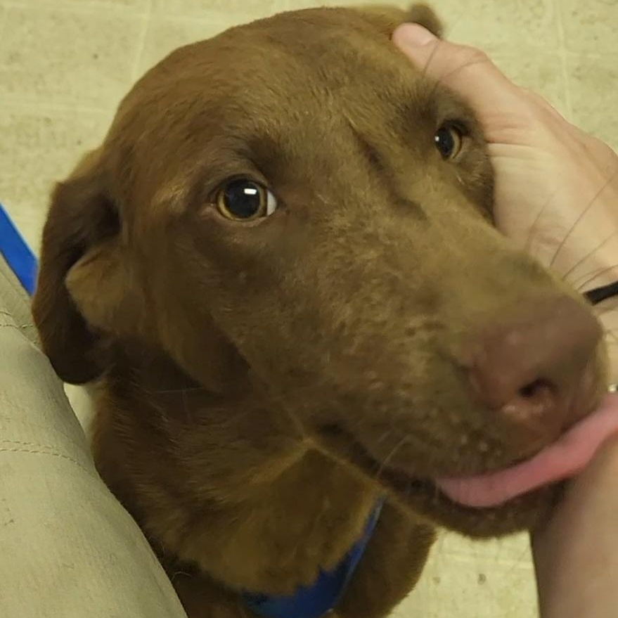 Boomer, a ADOPTABLE mixed breed in Rockdale, TX image 1/2