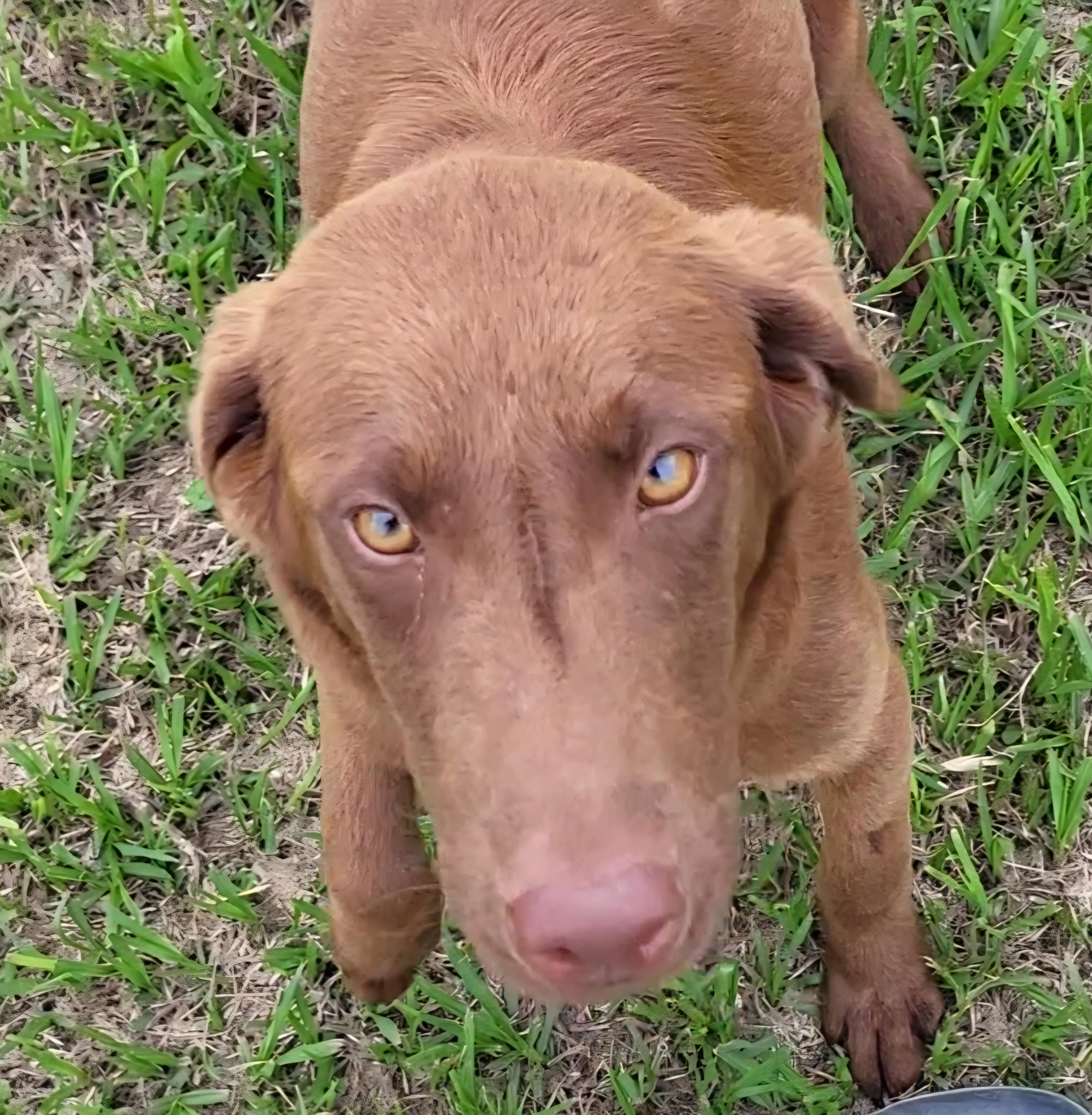 Boomer, ADOPTABLE, Young Male Chocolate Labrador Retriever.