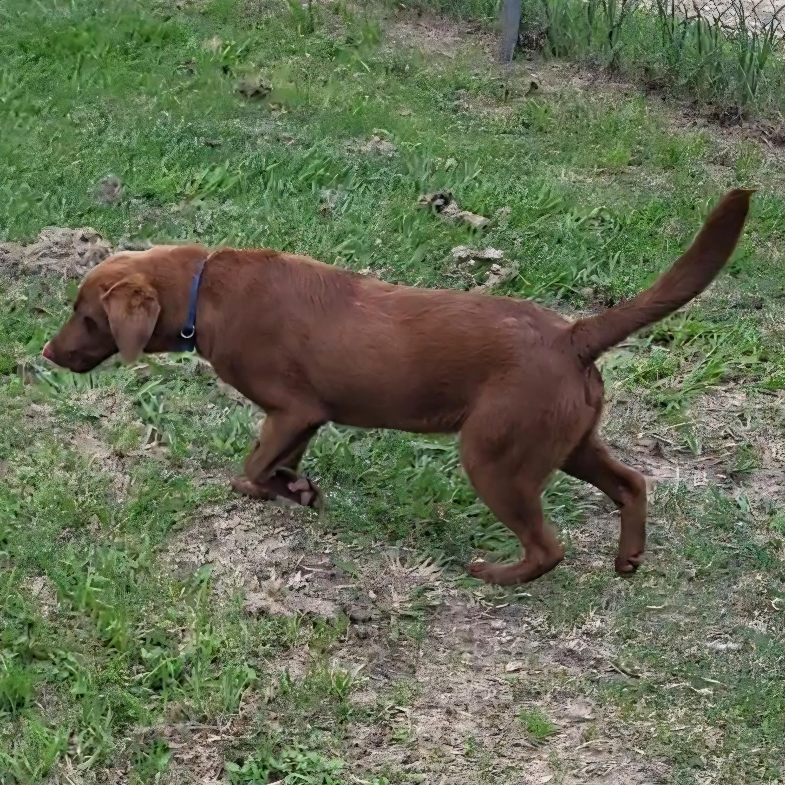 Boomer, a ADOPTABLE mixed breed in Rockdale, TX image 3/4
