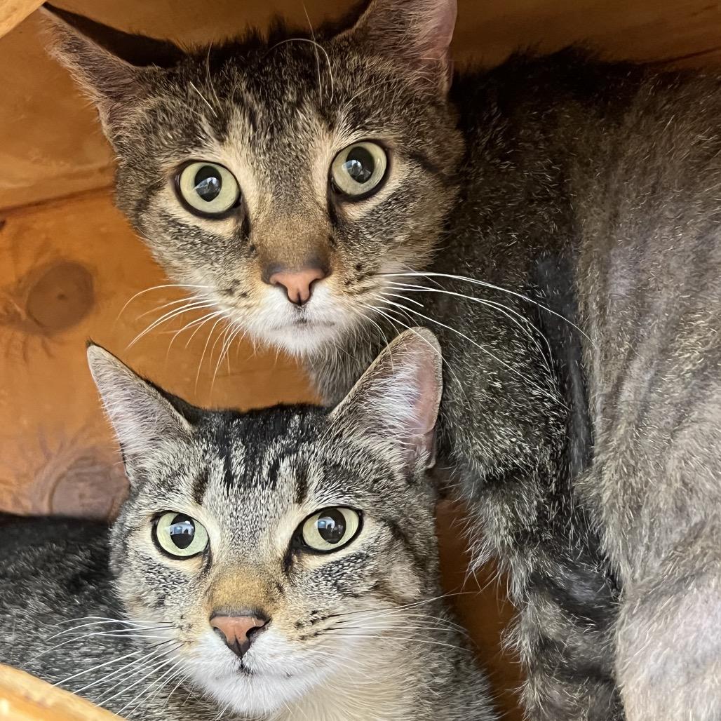 Enlarge Kujo, a Adoptable Domestic Short Hair in Delaware, OH image 1/6